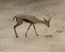 Speke's gazelle (female)