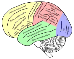 Lateral view of a human brain, main gyri labeled.