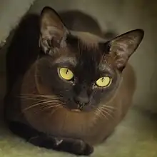 Black sepia Burmese