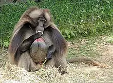 A male gelada baboon at the zoo