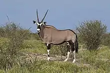 Brown bovid with black and white markings