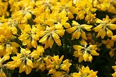 Close-up on flowers