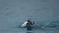 A leopard seal eating an adult gentoo