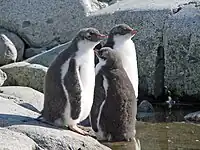 Juvenile gentoos on Petermann Island