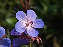 Himalayan cranesbill