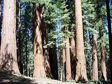 A grouping of massive trees, seen from ground level. Wiry green branches dangle from the unseen tops of the trees, whose slender but exceedingly tall trunks fill the screen.