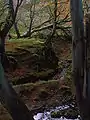 A view across the glen with the Auldmuir Burn