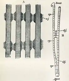 Filaments from blue mussel gills