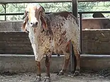 a red-mottled white bull with very long drooping ears