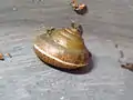 Girdled snail showing white edge of the shell, keel and pyramidal shape.