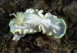 Glossodoris buko