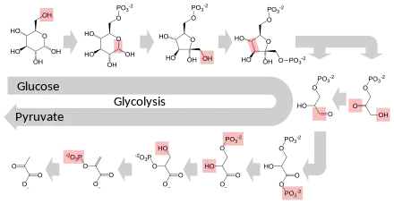 Schematic diagram of the glycolytic metabolic pathway starting with glucose and ending with pyruvate via several intermediate chemicals. Each step in the pathway is catalyzed by a unique enzyme.