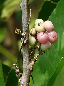 Partially ripe berries