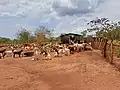 Goating Farming in Nakaseke District, Uganda, Africa