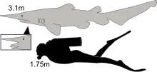 Diagram showing a goblin and scuba diver from the side: the shark is not quite twice as long as the human