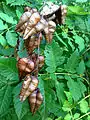 Seed pod and leaves, Harvey County, Kansas