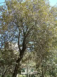 Quercus alnifolia