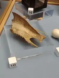 Goose breastbone, the colour of the bones after cooking was used to predict how cold winter would be in Lincolnshire folkloric traditions (North Lincolnshire Museum)