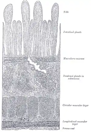 Section of duodenum of cat