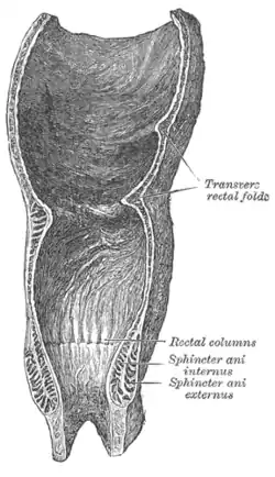 Coronal section of rectum and anal canal.