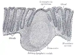 Section of mucous membrane of human rectum. X 60.