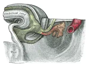 Tail end of human embryo thirty-two to thirty-three days old