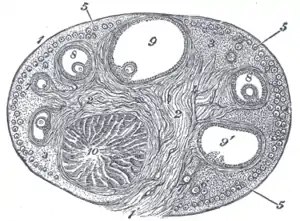 Section of the ovary. (#5 through #9 represent stages of folliculogenesis)