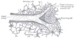 Section of the spleen, showing the termination of the small bloodvessels.