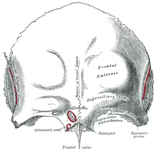 Frontal bone: outer surface