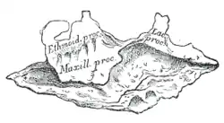 Right inferior nasal concha. Lateral surface.