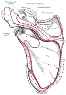 Left scapula. Posterior surface.