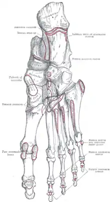 Bones of the right foot. Plantar Surface.