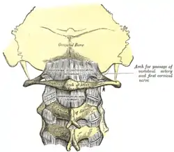 Posterior atlantooccipital membrane and atlantoaxial ligament; the axis is visible at center.