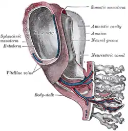 Model of human embryo 1.3 mm. long.