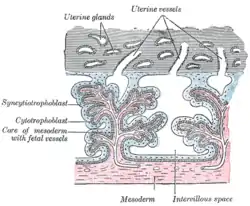 Secondary chorionic villi. Diagrammatic.