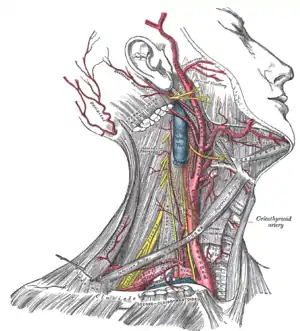 Superficial dissection of the right side of the neck, showing the carotid and subclavian arteries