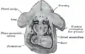 Figure obtained by combining several successive sections of a human embryo of about the fourth week.