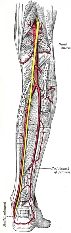 The popliteal, posterior tibial, and peroneal arteries