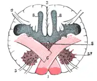 Section of the medulla oblongata at the level of the decussation of the pyramids.