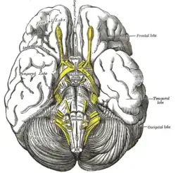 Base of brain. (Lateral fissure visible at top left.)