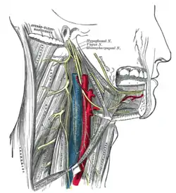 Hypoglossal nerve, cervical plexus, and their branches.