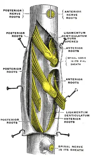 A portion of the spinal cord, showing its right lateral surface. The dura is opened and arranged to show the nerve roots.