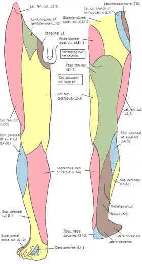 Cutaneous nerves of the right lower extremity. Anterior and posterior views.