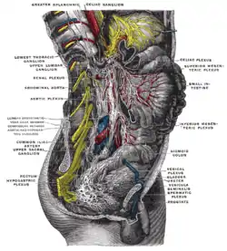 Lower half of right sympathetic cord.