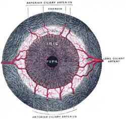 Iris, front view.