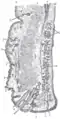 Sagittal section through the upper eyelid