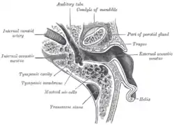 Horizontal section through left ear; upper half of section.