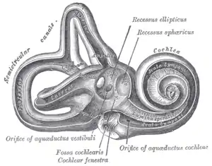 Interior of right osseous labyrinth. (Scala tympani labeled at right, inside cochlea.