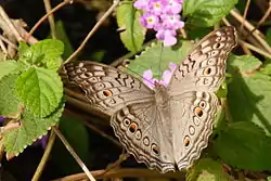 Junonia atlitesgray pansy