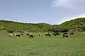 Grazing animals in Debet village